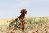 SETTER IRLANDAIS 045